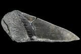 Partial Fossil Megalodon Tooth - Serrated Blade #82838-1